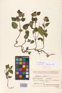 MHA 0 154 332, Пикульник обыкновенный L., Восточная Европа, Центральный район (E4) (Россия)