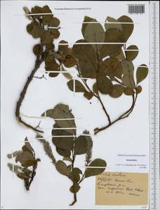 Ива арктическая Pall., Сибирь, Чукотка и Камчатка (S7) (Россия)