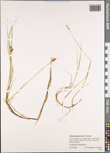 Осока ложнокурайская F.Schmidt, Сибирь, Якутия (S5) (Россия)