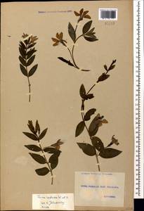 Барвинок травянистый Waldst. & Kit., Кавказ, Грузия (K4) (Грузия)