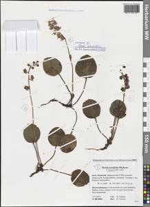 Pyrola asarifolia subsp. incarnata (DC.) A. E. Murray, Сибирь, Прибайкалье и Забайкалье (S4) (Россия)