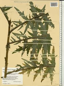 Cirsium ×hybridum W. D. J. Koch ex DC., Восточная Европа, Западный район (E3) (Россия)
