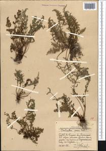 Oeosporangium persica (Bory) Vis., Средняя Азия и Казахстан, Западный Тянь-Шань и Каратау (M3) (Узбекистан)