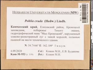 Pohlia cruda (Hedw.) Lindb., Гербарий мохообразных, Мхи - Чукотка и Камчатка (B21) (Россия)