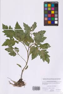 Томат, Помидор L., Восточная Европа, Московская область и Москва (E4a) (Россия)