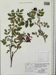 Rosa ×majorugosa Palmén & Hämet-Ahti, Восточная Европа, Северо-Западный район (E2) (Россия)
