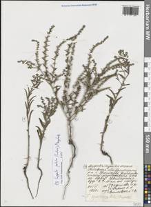 Липучка растопыренная (Retz.) Dumort., Восточная Европа, Ростовская область (E12a) (Россия)