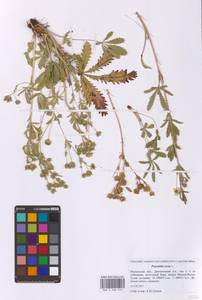 Лапчатка прямая L., Восточная Европа, Московская область и Москва (E4a) (Россия)