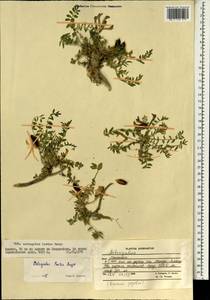 Astragalus laetus Bunge, Зарубежная Азия (ASIA) (Афганистан)