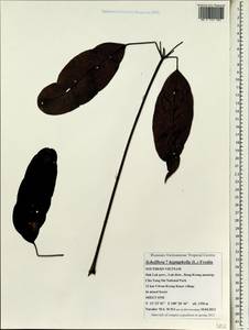 Heptapleurum heptaphyllum (L.) Y. F. Deng, Зарубежная Азия (ASIA) (Вьетнам)