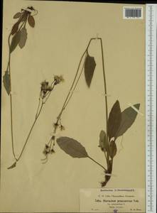 Hieracium rotundatum subsp. rotundatum, Западная Европа (EUR) (Словения)