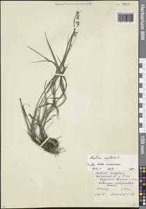 Перловник поникший L., Кавказ, Северная Осетия, Ингушетия и Чечня (K1c) (Россия)