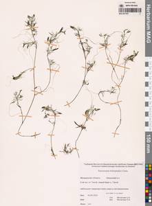 Лютик волосолистный, Шелковник волосолистный Chaix, Сибирь, Чукотка и Камчатка (S7) (Россия)