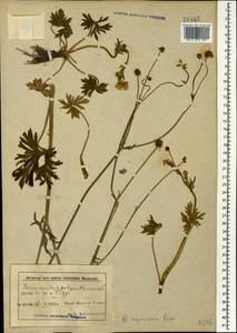 Ranunculus polyanthemos subsp. meyerianus (Rupr.) Elenevsky & Derv.-Sokol., Кавказ, Азербайджан (K6) (Азербайджан)