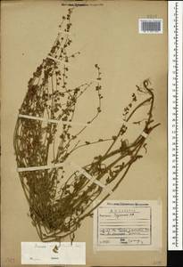 Щавель щавельковидный (Balansa) Den Nijs, Кавказ, Грузия (K4) (Грузия)