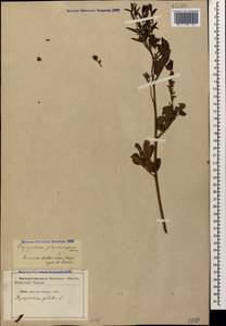 Солодка голая L., Кавказ, Азербайджан (K6) (Азербайджан)