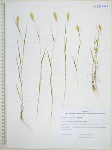 Щетинник зеленый (L.) P.Beauv., Сибирь, Дальний Восток (S6) (Россия)
