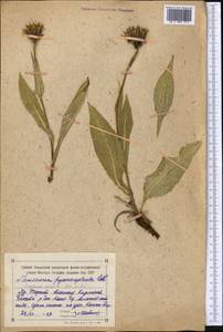 Соссюрея грязноцветковая Kar. & Kir., Средняя Азия и Казахстан, Северный и Центральный Тянь-Шань (M4) (Киргизия)