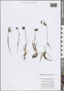 Ожика равнинная, Ожика луговая (L.) DC., Восточная Европа, Северо-Западный район (E2) (Россия)