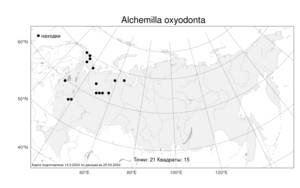 Alchemilla oxyodonta, Манжетка острозубчатая (Buser) C. G. Westerl., Атлас флоры России (FLORUS) (Россия)