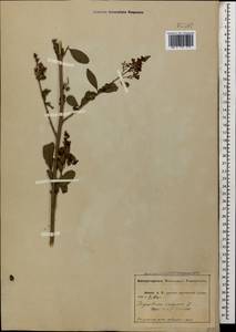 Бирючина обыкновенная L., Кавказ, Абхазия (K4a) (Абхазия)