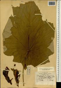 Pterospermum acerifolium (L.) Willd., Зарубежная Азия (ASIA) (Индия)