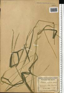 Пырейник собачий (L.) L., Восточная Европа, Северо-Украинский район (E11) (Украина)