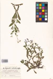 Незабудка лесная Ehrh. ex Hoffm., Восточная Европа, Московская область и Москва (E4a) (Россия)