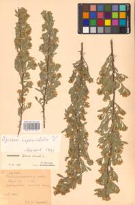 Спирея городчатая, Таволга городчатая L., Восточная Европа, Центральный лесостепной район (E6) (Россия)