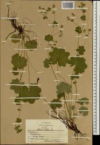 Манжетка щетинистая Juz. ex Majewski, Восточная Европа, Центральный район (E4) (Россия)