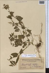 Лебеда лежачая, Лебеда простертая DC., Средняя Азия и Казахстан, Прикаспийский Устюрт и Северное Приаралье (M8) (Казахстан)