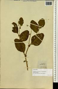Crotalaria verrucosa L., Зарубежная Азия (ASIA) (Филиппины)