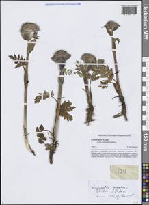 Саяночка странная (Stephan ex Schult.) Soják, Сибирь, Алтай и Саяны (S2) (Россия)