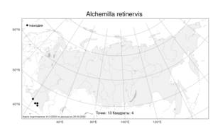 Alchemilla retinervis, Манжетка сетчатожилковая Buser, Атлас флоры России (FLORUS) (Россия)