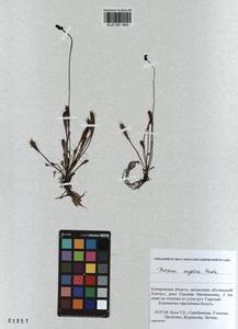 KUZ 001 993, Drosera ×anglica Huds., Сибирь, Алтай и Саяны (S2) (Россия)