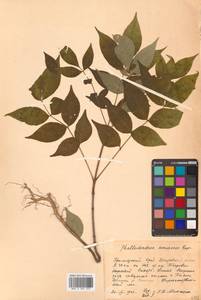 Бархат амурский Rupr., Сибирь, Дальний Восток (S6) (Россия)