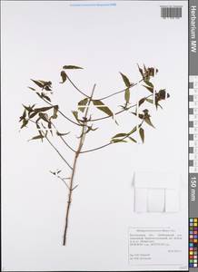 Melampyrum nemorosum var. polonicum Beauverd, Восточная Европа, Центральный лесостепной район (E6) (Россия)