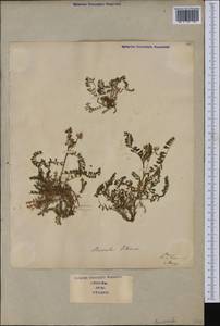 Astragalus pelecinus, Западная Европа (EUR) (Италия)