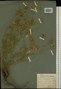 Ломелозия серебристая (L.) Greuter & Burdet, Восточная Европа, Южно-Украинский район (E12) (Украина)