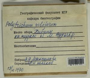 Polytrichum piliferum Hedw., Гербарий мохообразных, Мхи - Карелия, Ленинградская и Мурманская области (B4) (Россия)