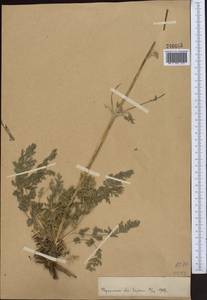 Жабрица заостренная (Schrenk) Pimenov & Sdobnina, Средняя Азия и Казахстан, Памир и Памиро-Алай (M2)