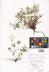 Лапчатка оттопырено-пушистая, Лапчатка поникшая Waldst. & Kit., Восточная Европа, Центральный лесостепной район (E6) (Россия)