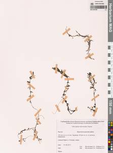 Пузырчатка средняя  Hayne, Сибирь, Якутия (S5) (Россия)