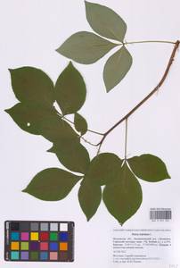 Вязовник трехлисточковый, Птелея трехлисточковая L., Восточная Европа, Московская область и Москва (E4a) (Россия)