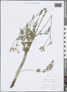 Тмин обыкновенный L., Восточная Европа, Московская область и Москва (E4a) (Россия)