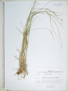 Pseudoroegneria gmelinii (Trin. ex Schrad.) Sennikov, Сибирь, Дальний Восток (S6) (Россия)