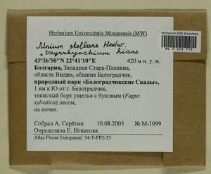 Oxyrrhynchium hians (Hedw.) Loeske, Гербарий мохообразных, Мхи - Западная Европа (BEu) (Болгария)