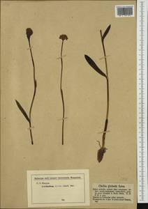 Траунштейнера шаровидная (L.) Rchb., Западная Европа (EUR) (Германия)