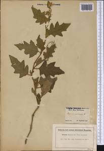 Solanum carolinense L., Америка (AMER) (США)