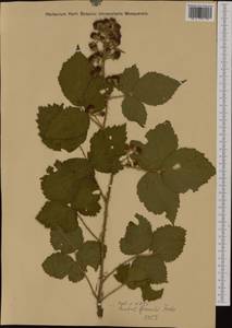 Rubus gremlii Focke, Западная Европа (EUR) (Чехия)